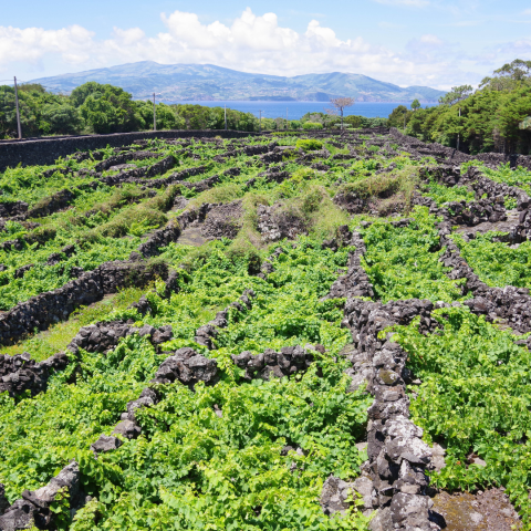 azores wine tour