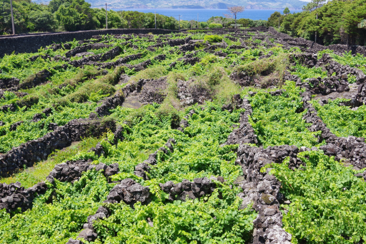 azores wine tour