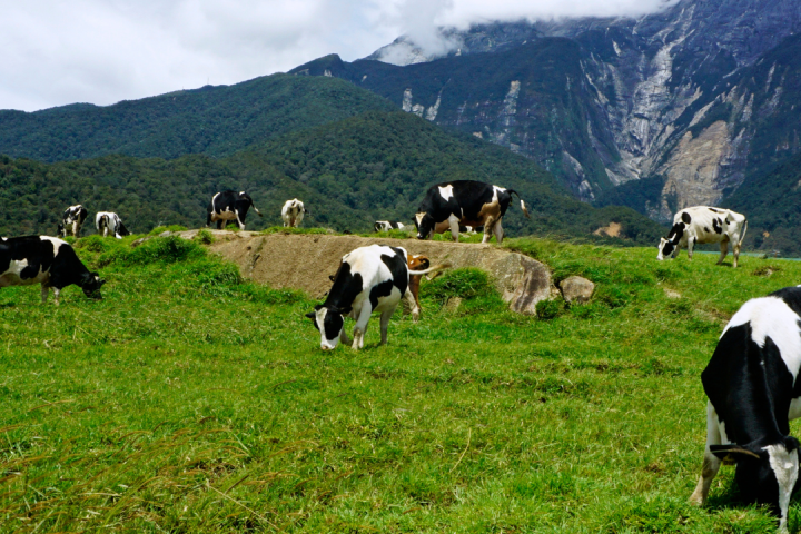 Dairy farm tour azores island