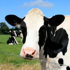 Dairy farm tour azores island