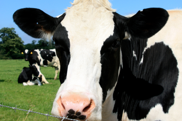 Dairy farm tour azores island
