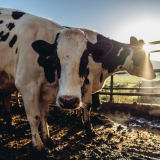 Dairy farm tour azores island