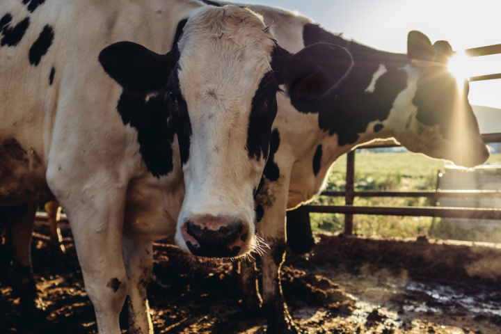 Dairy farm tour azores island