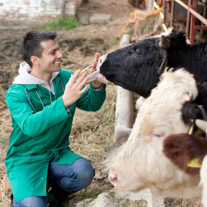 Dairy farm tour azores island