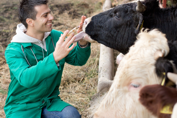 Dairy farm tour azores island