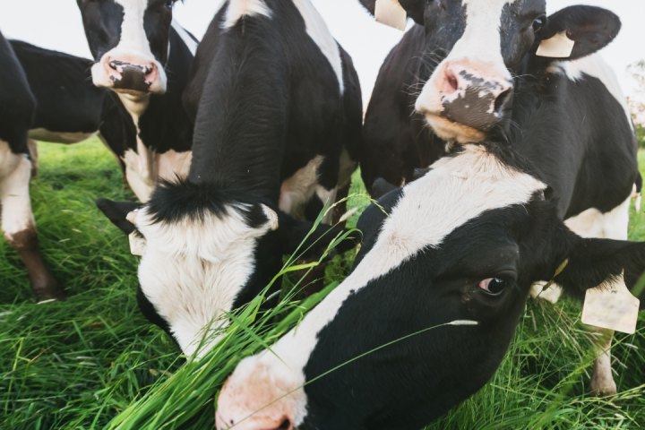 Dairy farm tour azores island