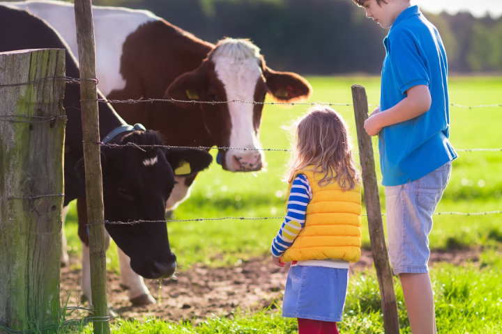 Dairy farm tour azores island