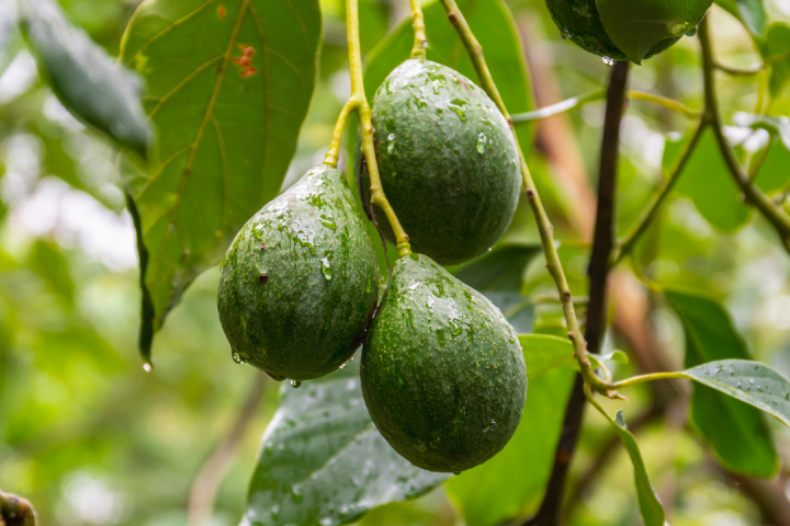 avocado farm tour portugal