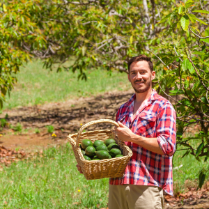 avocado farm tour portugal