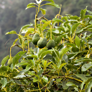 avocado farm tour portugal