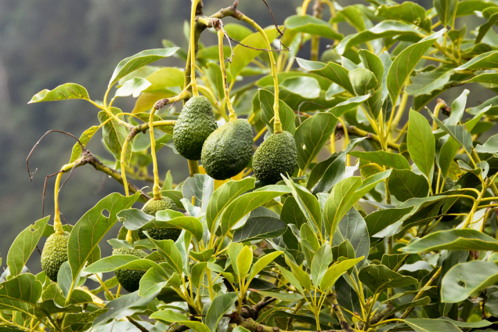 avocado farm tour portugal