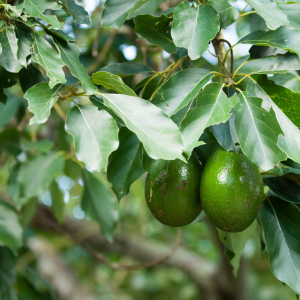avocado farm tour portugal