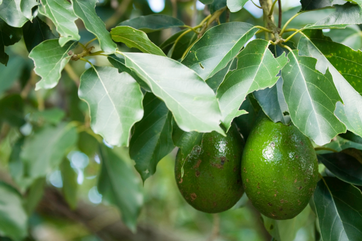 avocado farm tour portugal
