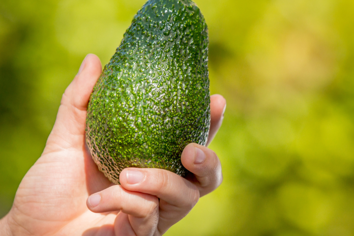 avocado farm tour portugal