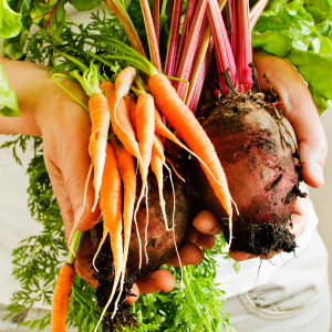veggie food tour in ecofarm