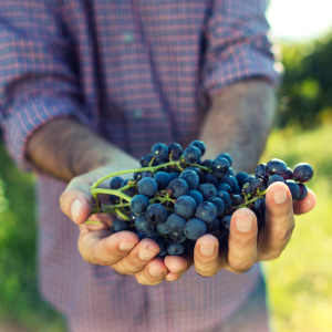 Douro Grape Harvest Tour