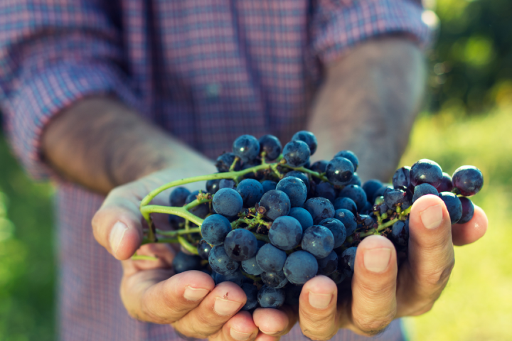 Douro Grape Harvest Tour
