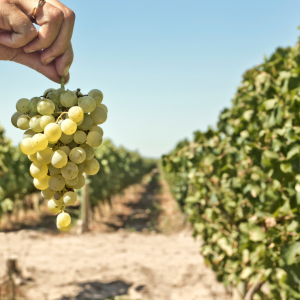 Douro Grape Harvest Tour