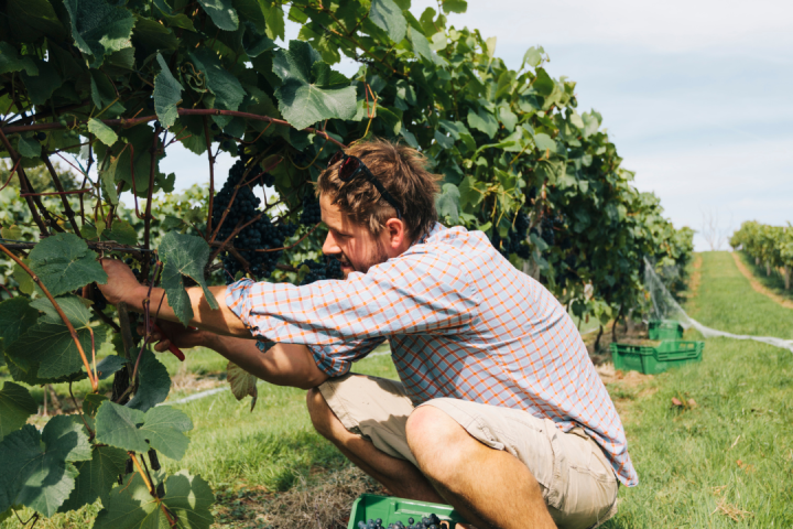 Douro Grape Harvest Tour