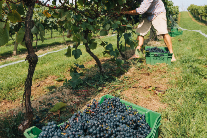 Douro Grape Harvest Tour