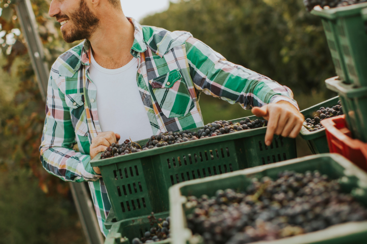 Douro Grape Harvest Tour