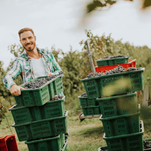 Douro Grape Harvest Tour