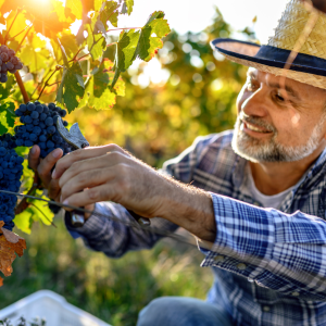 grape harvest tour