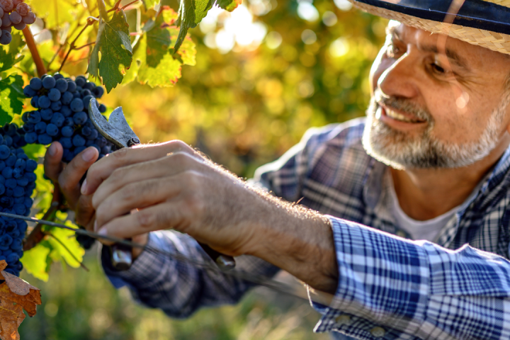 grape harvest tour