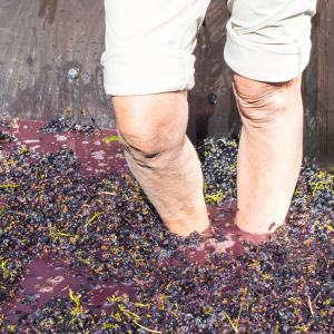 Douro Valley Grape Harvest