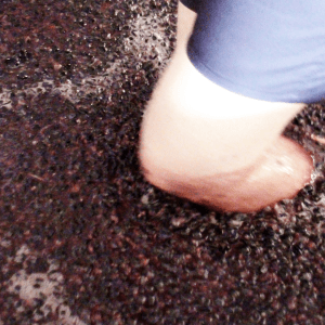 Douro Valley Grape Harvest