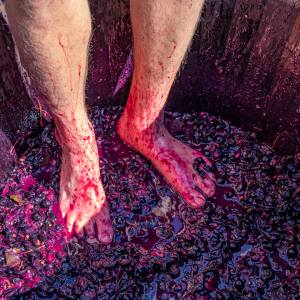 Douro Valley Grape Harvest