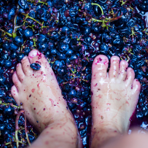 Douro Valley Grape Harvest
