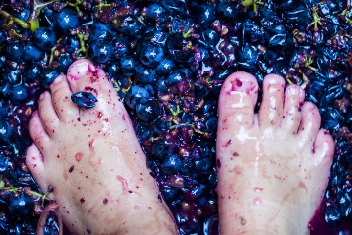 Douro Valley Grape Harvest