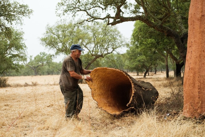 cork and terroir wine tasting
