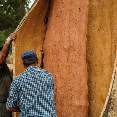 cork and terroir wine tasting
