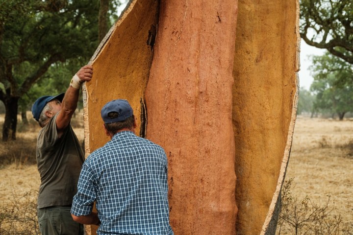 cork and terroir wine tasting