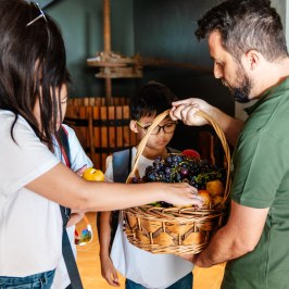 Algarve grapes harvest