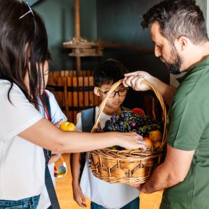 Algarve grapes harvest
