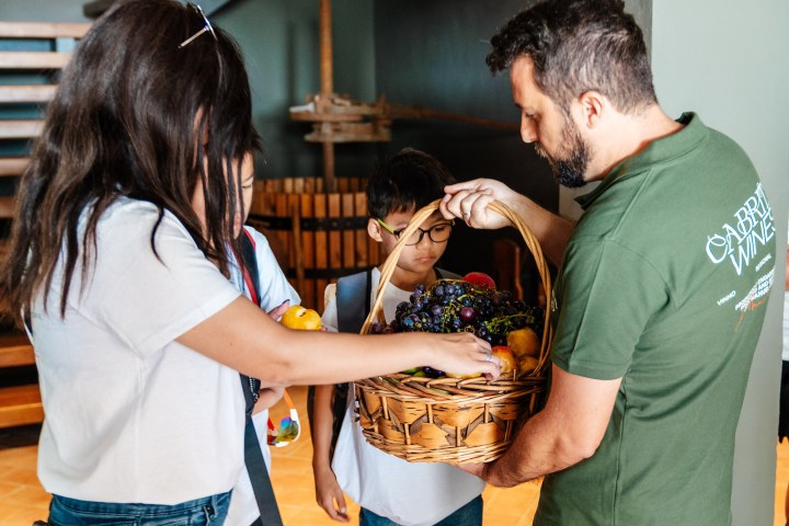 Algarve grapes harvest