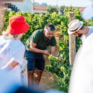 Algarve grapes harvest
