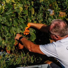 Algarve grapes harvest