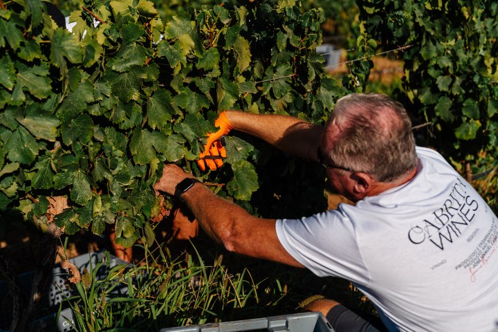 Algarve grapes harvest