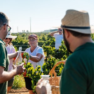 Algarve grapes harvest