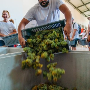 Algarve grapes harvest