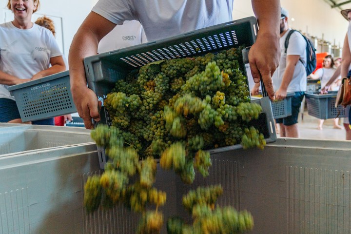 Algarve grapes harvest