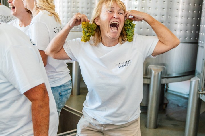 Algarve grapes harvest