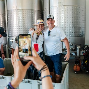 Algarve grapes harvest