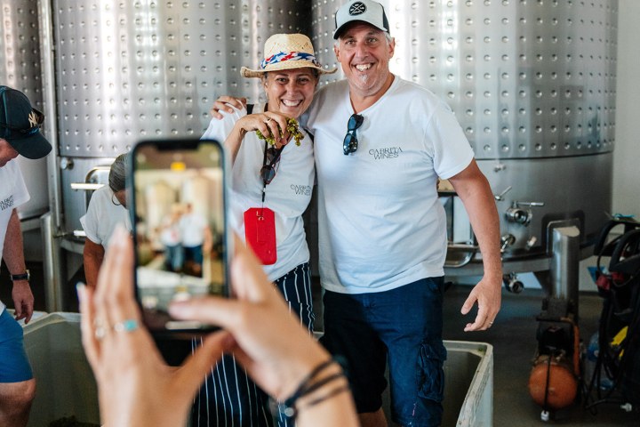 Algarve grapes harvest