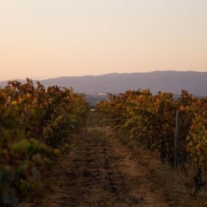Vineyard Dinner Under The Stars