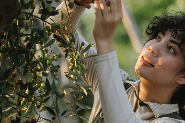 olive oil tour